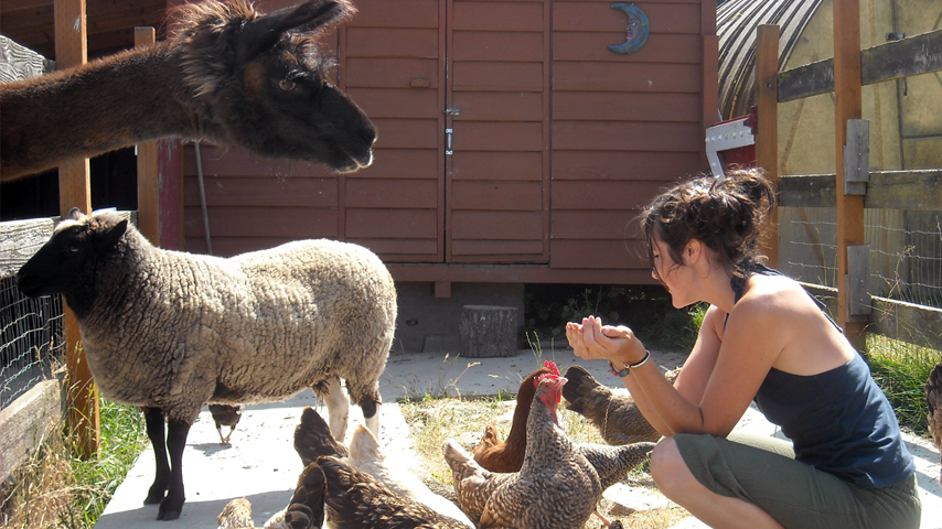 feeding animals